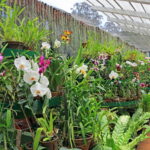SRI-LANKA--Kandy--Peradeniya-Botanical-Gardens--Orchid-House--SLK4939JPL-A-750