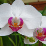 lesterlost-travel-sri-lanka-peradeniya-botanical-gardens-thierry-orchids2-1